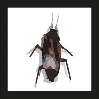 adulto cucaracha oriental