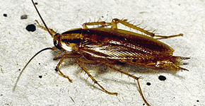 color cucaracha americana