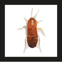 ninfa cucaracha oriental