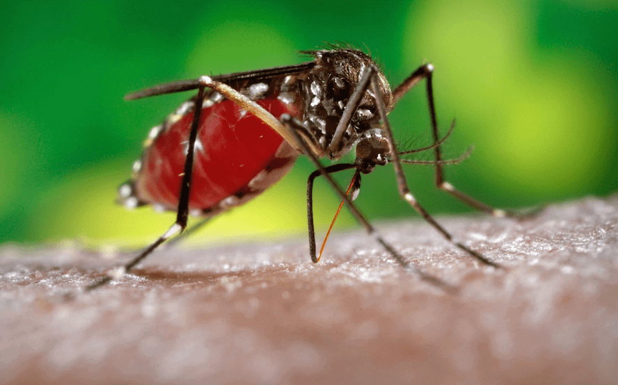 mosquito succionando sangre