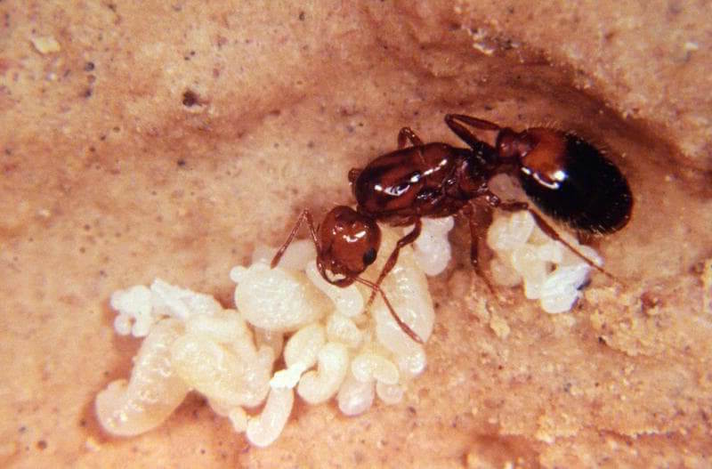 larvas de hormigas de fuego