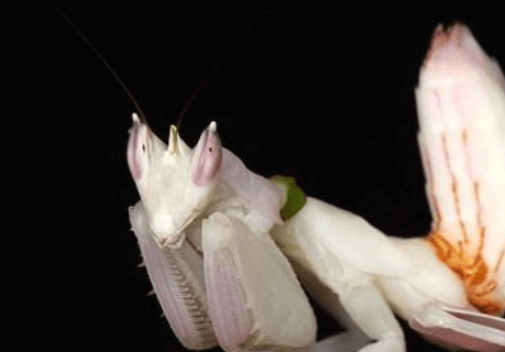 aspecto fisico mantis blanca