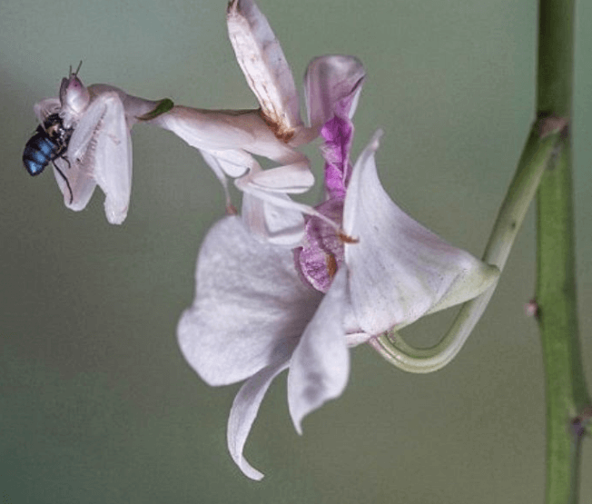 mantis religiosa orquídea cazando insectos