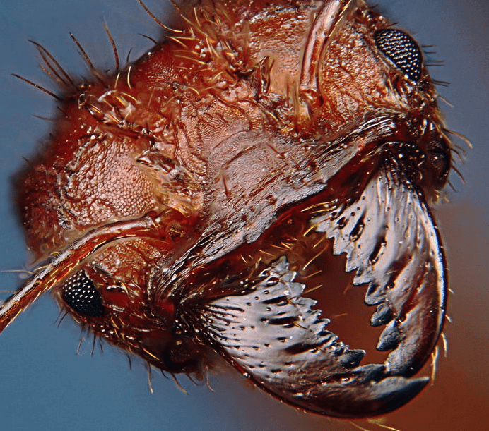 mandíbula de hormigas cortadora de hojas