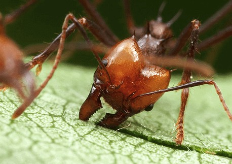 mandíbula de hormiga cortadora de hojas para comer