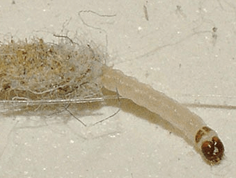 aspecto de larvas de polilla