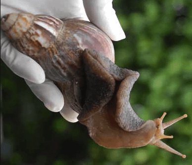 precauciones al coger un caracol africano con las manos desnudas