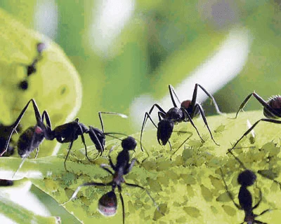 pulgones conviviendo hormigas en las plantas de tu jardín
