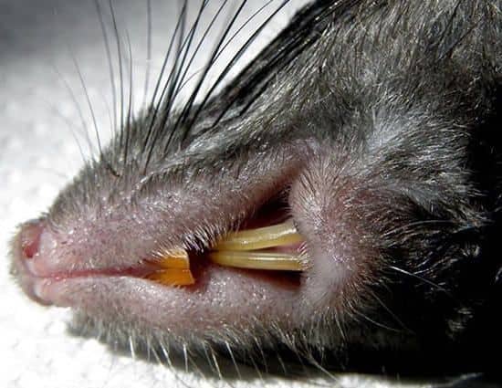 dientes de ratas