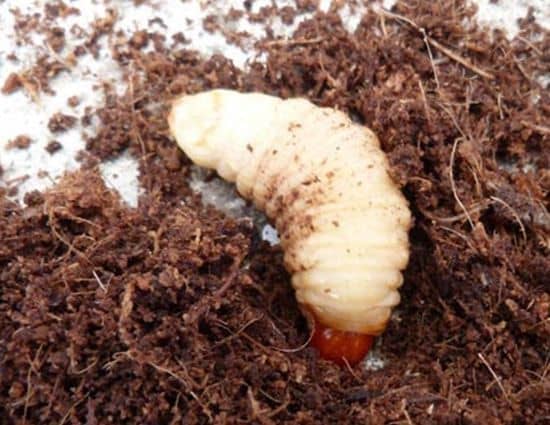 larva amarrilla de picudo ciclo de vida