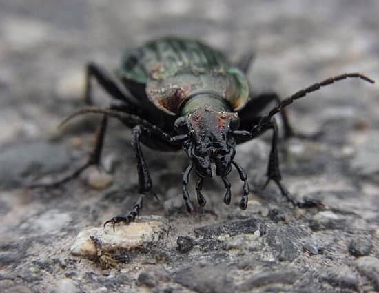 trucos y productos eficaces contra los escarabajos