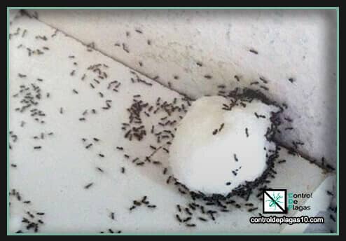 cebos y remedios eficaces contra la hormiga