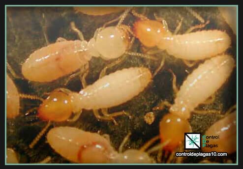 como detectar colonias de termitas antes de tiempo