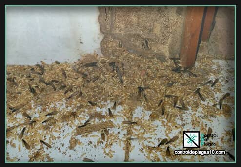 plaga de termitas destroza una casa