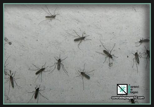 remedios caseros efectivos contra plagas de mosquitos en casa